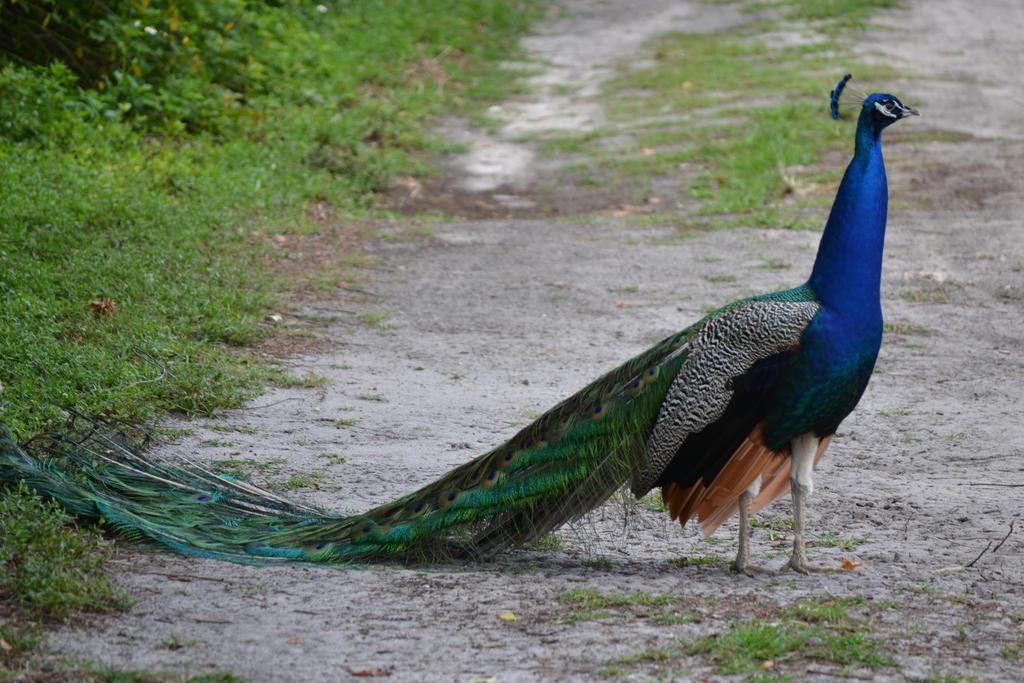 Peacock Homestay Séjour chez l'habitant *