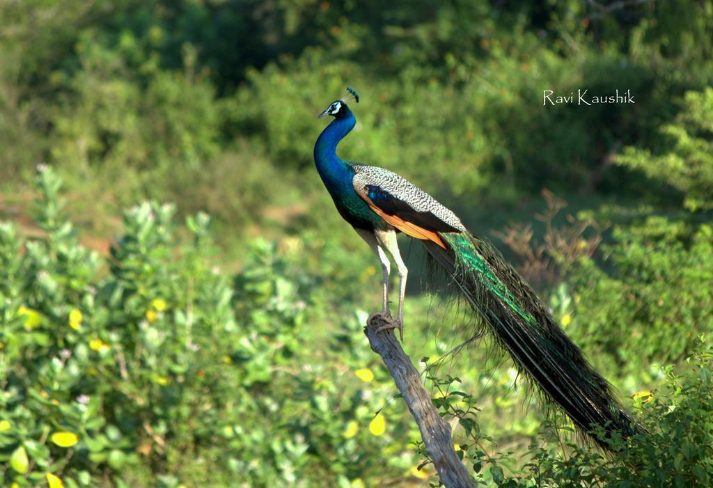 Peacock Homestay Séjour chez l'habitant Sigirîya